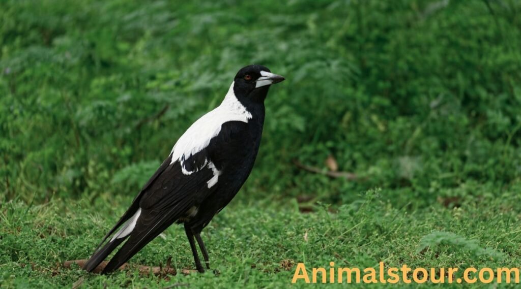 Magpies
