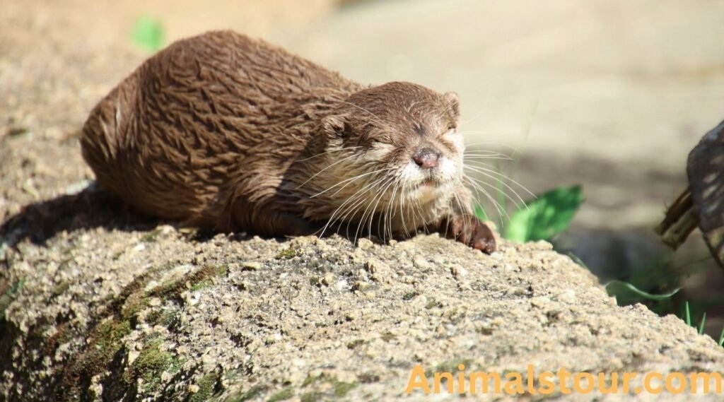 Otters