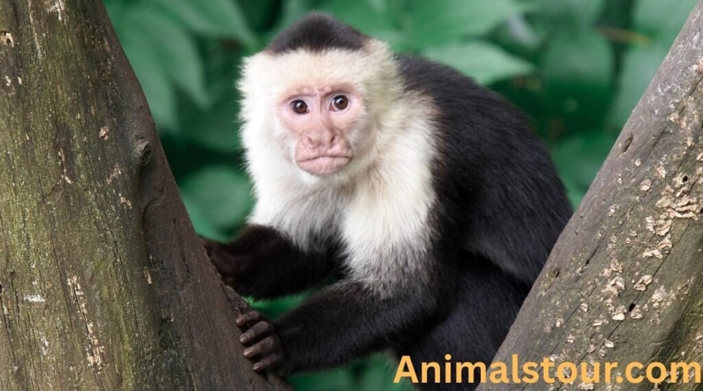 Capuchin