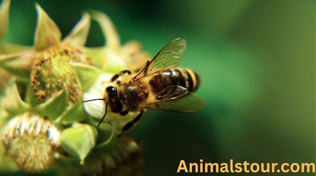 Bees