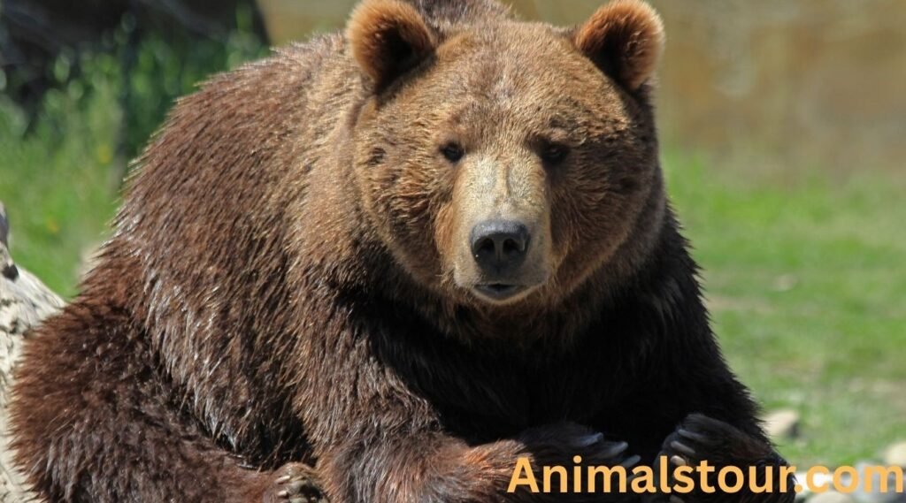 Bears