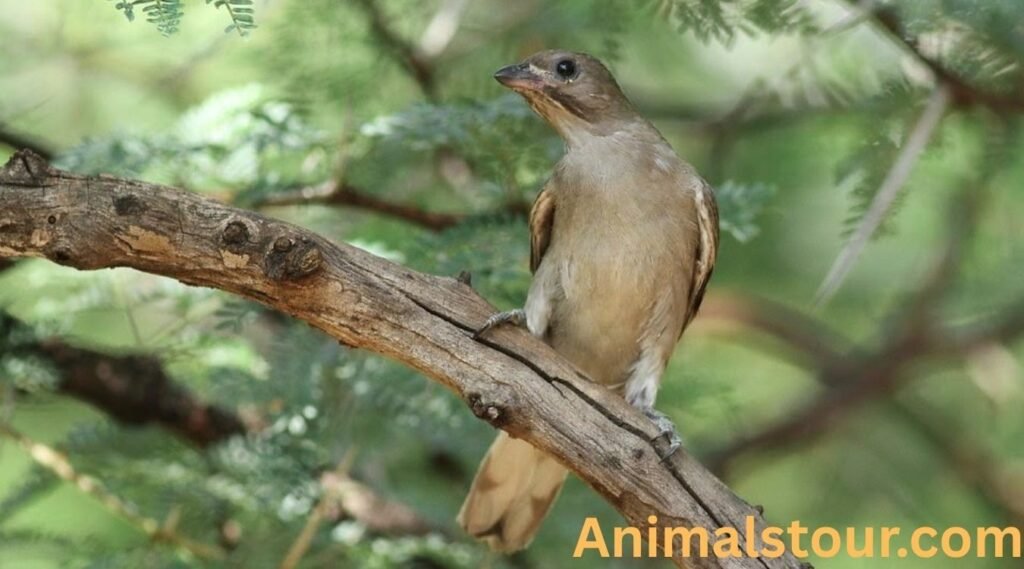 Honeyguides