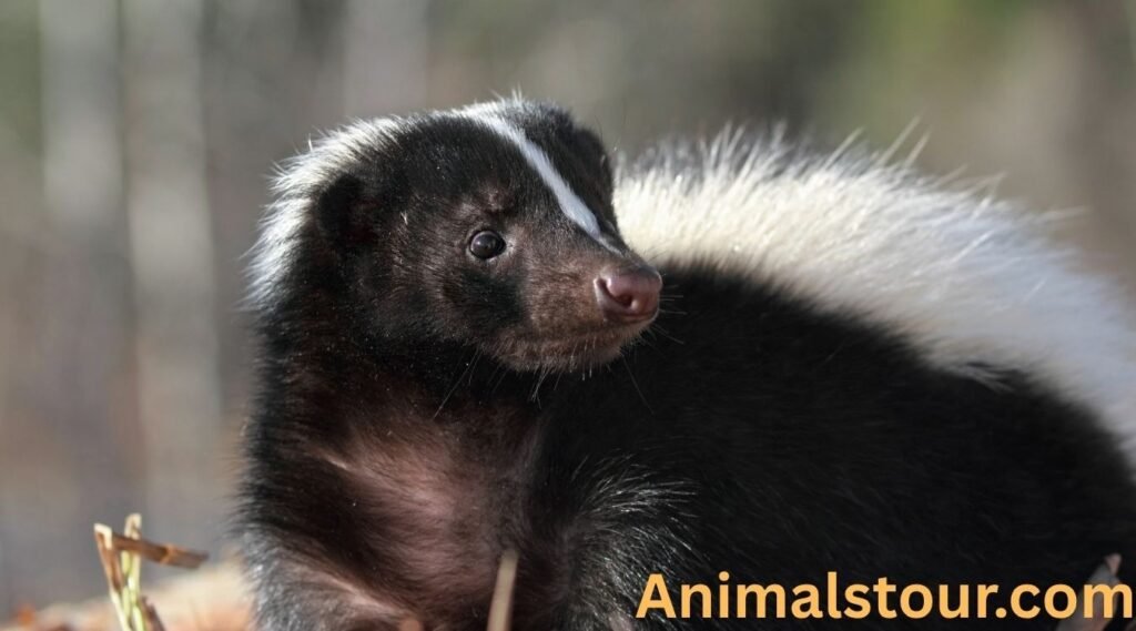 Skunks