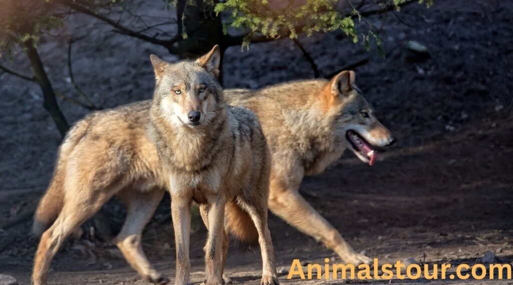 Wolves