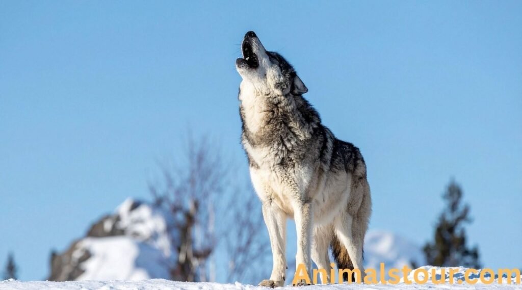 Wolf