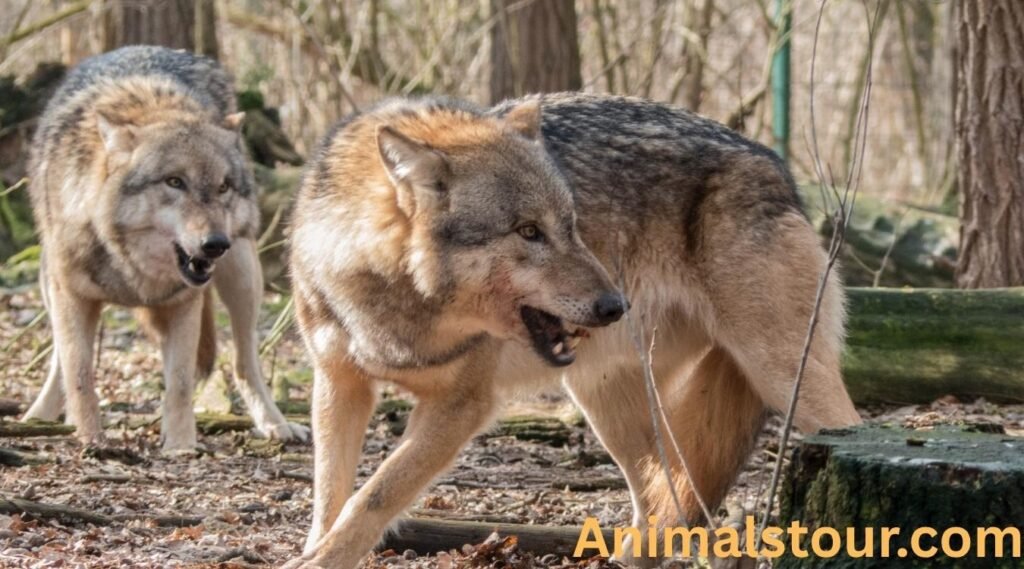 Wolves