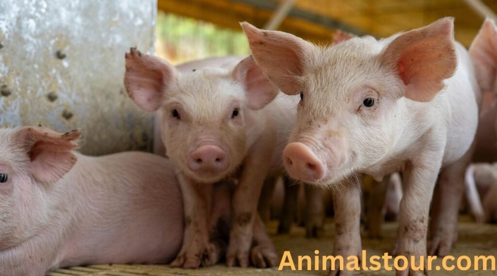 Pigs