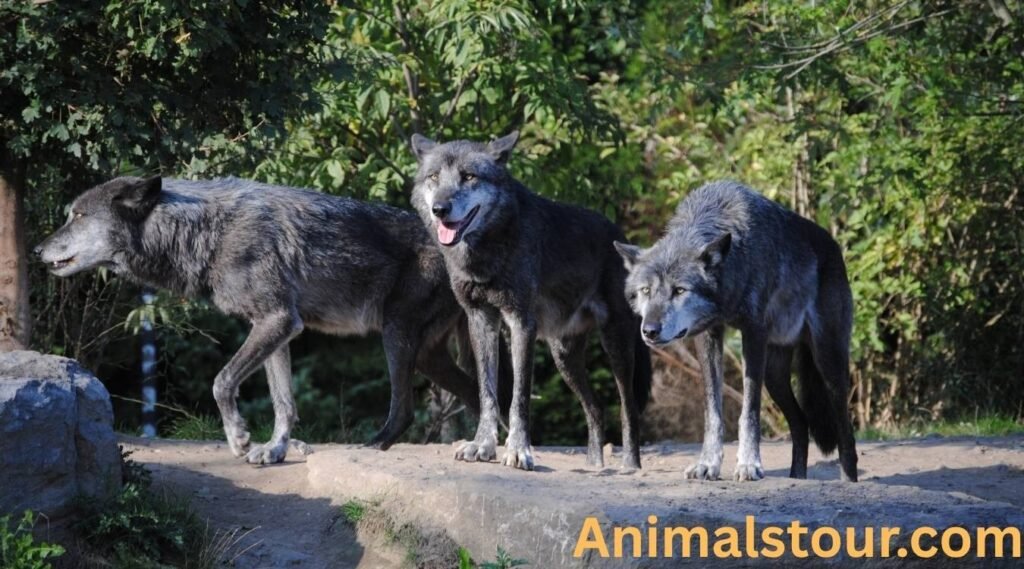 Can Wolves Purr