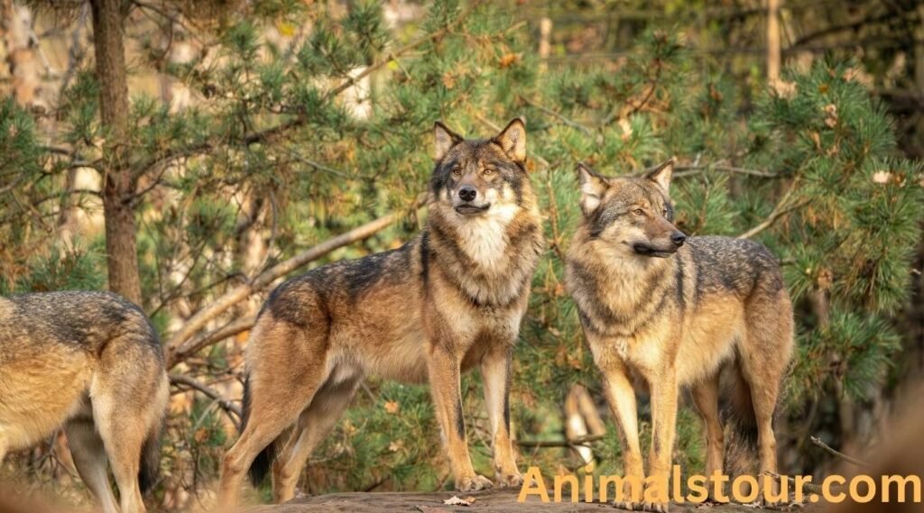 Wolves