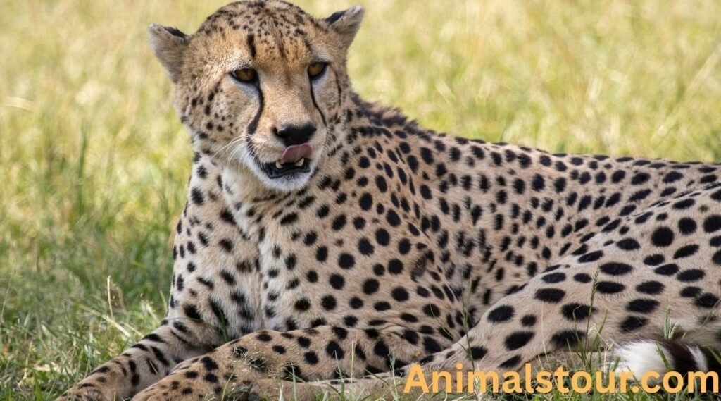 animals with spots