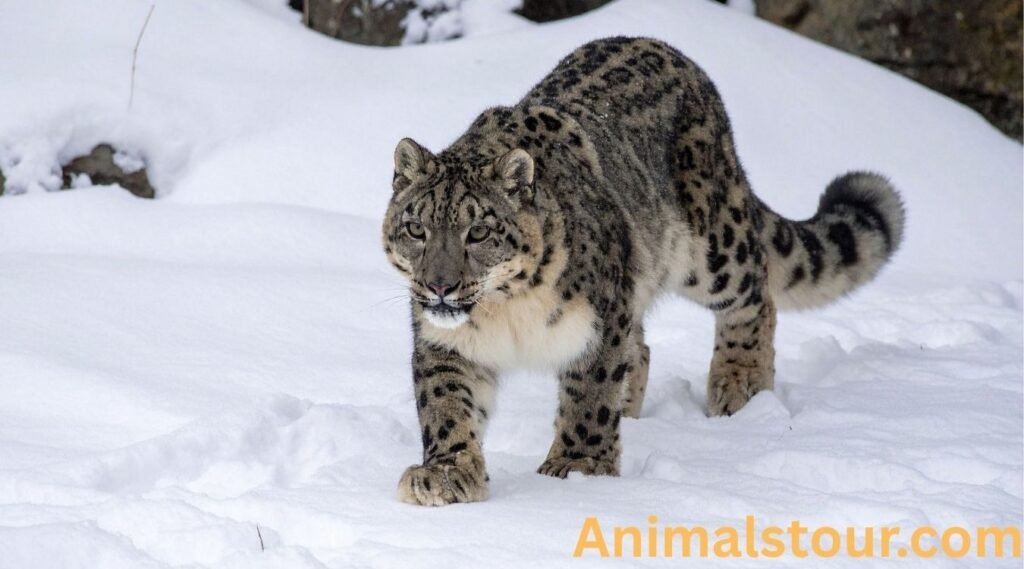 Snow Leopard 