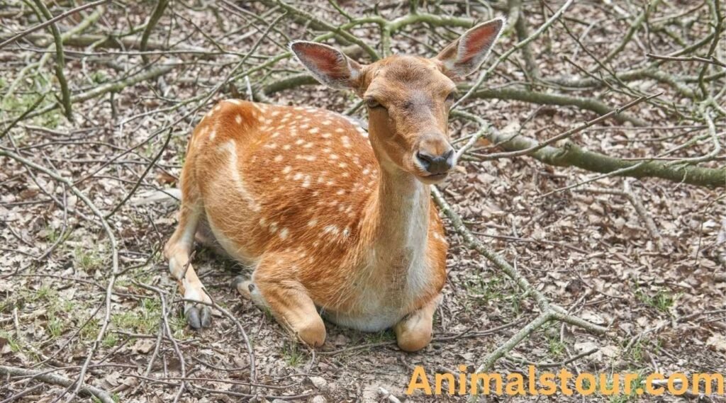 Fallow Deer