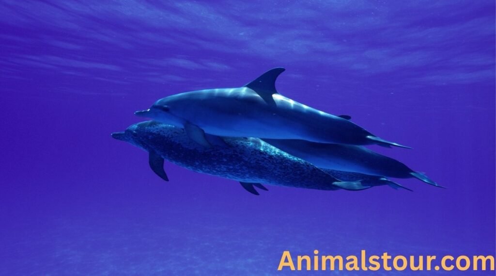 Atlantic Spotted Dolphin 