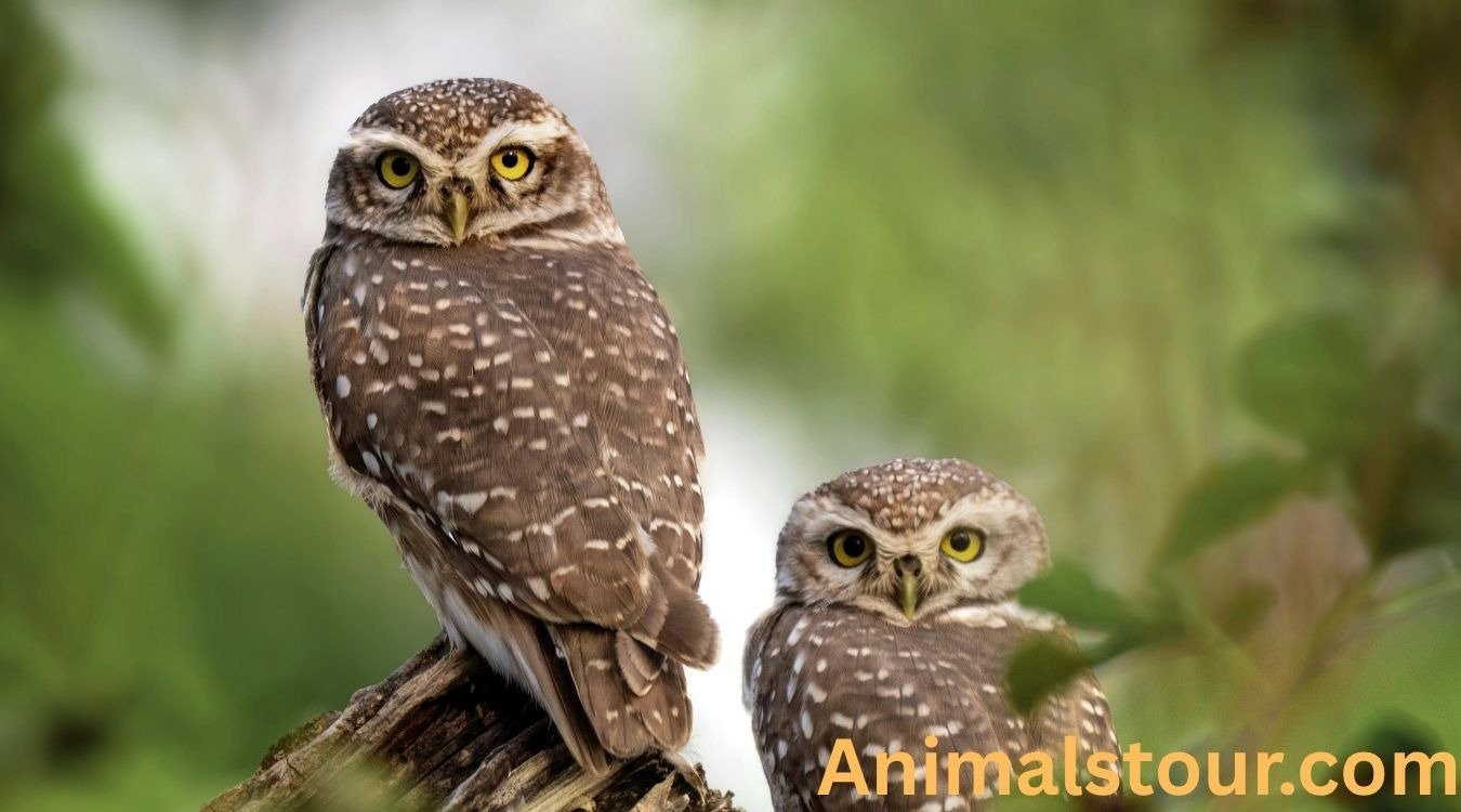 animals with spots