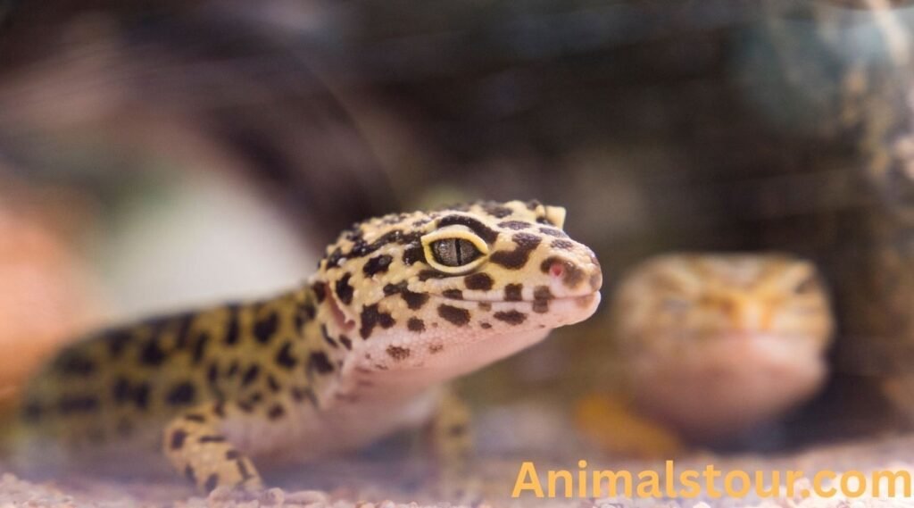  Leopard Gecko