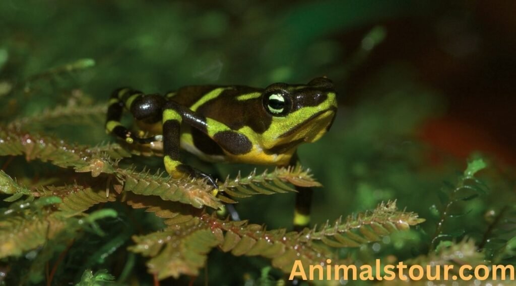 Harlequin Toad