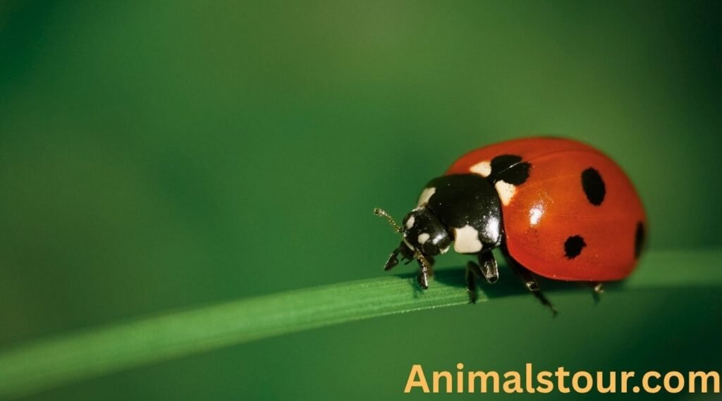 Ladybug