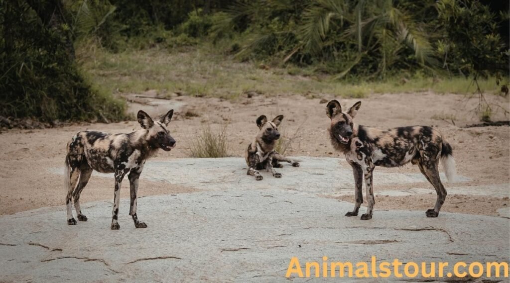 African wild dogs