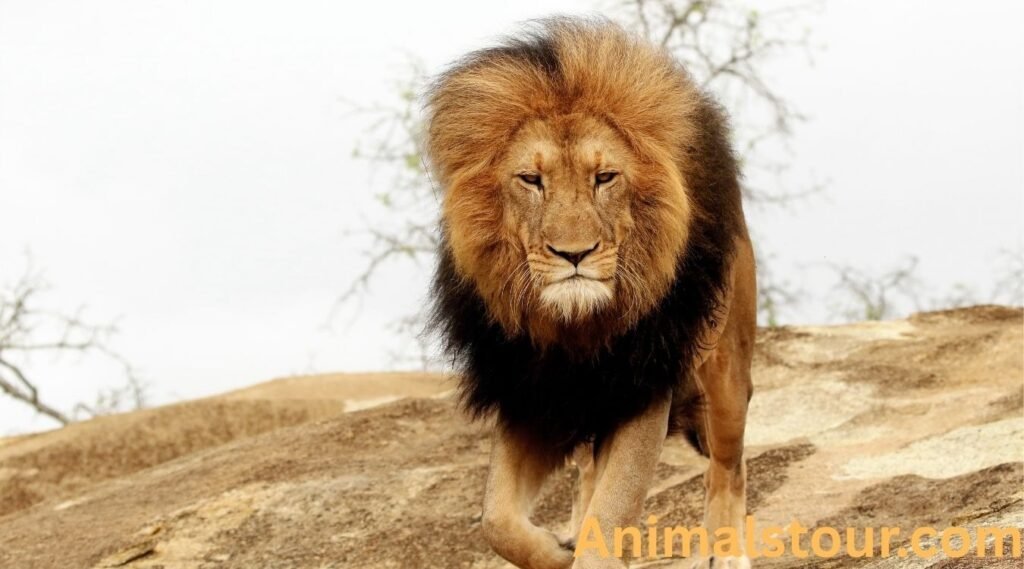 Lion