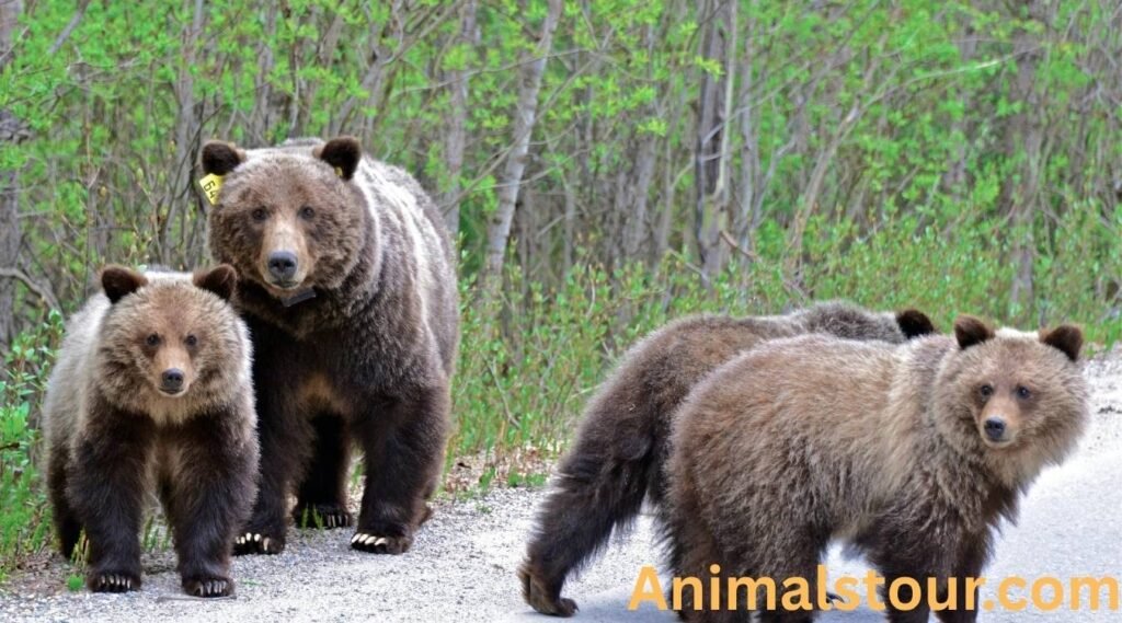 Grizzly Bear