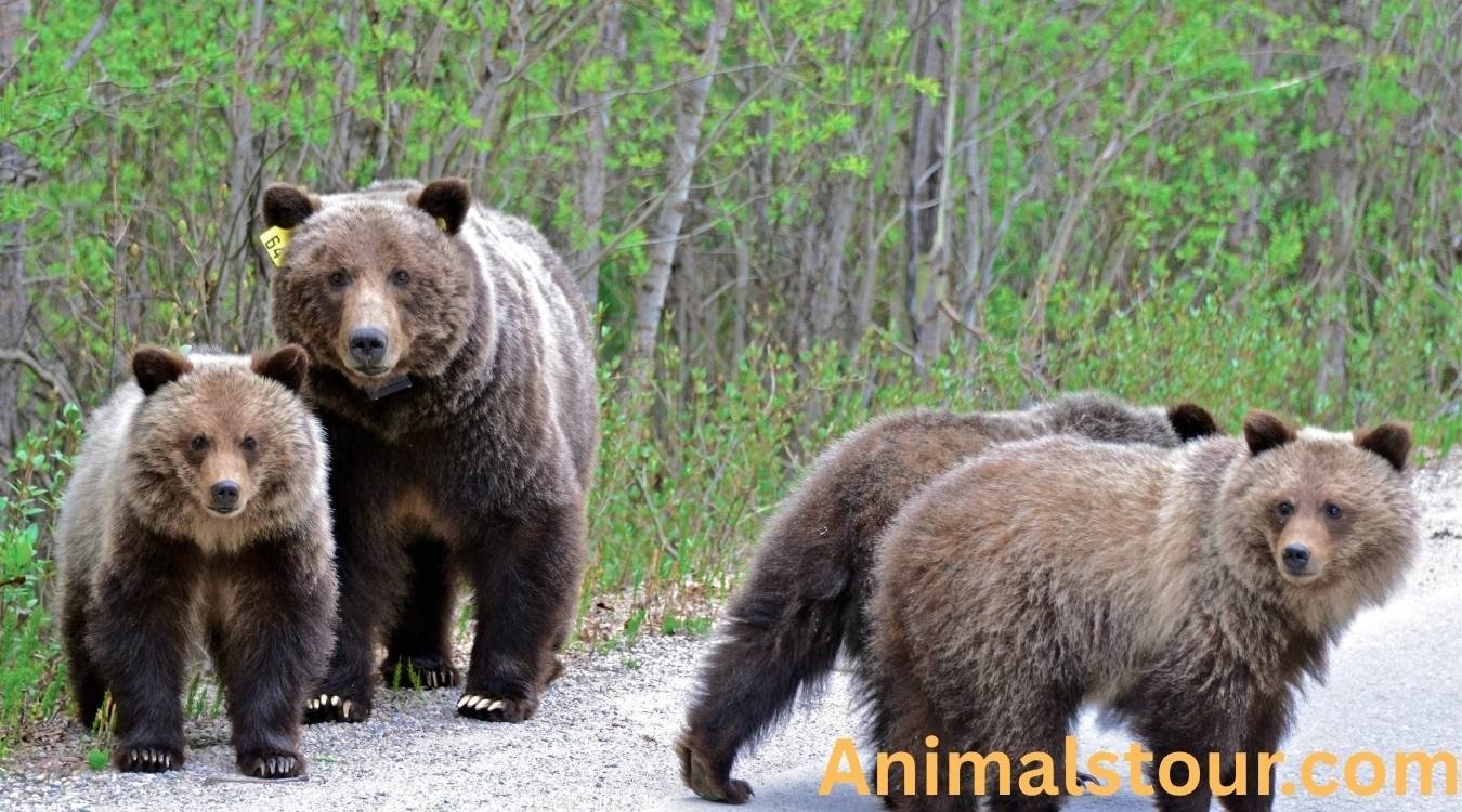 animals with claws