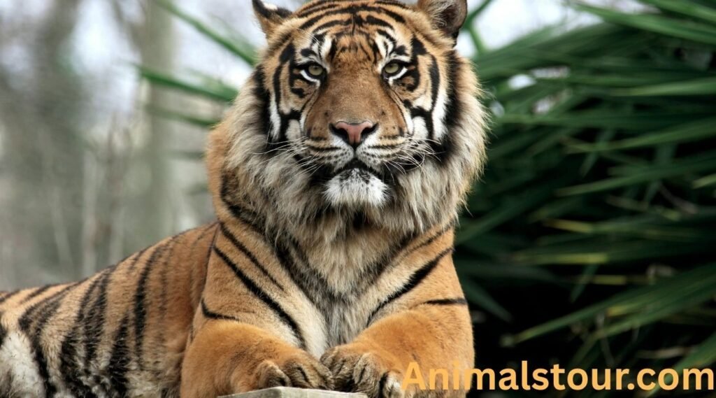 Animals with claws