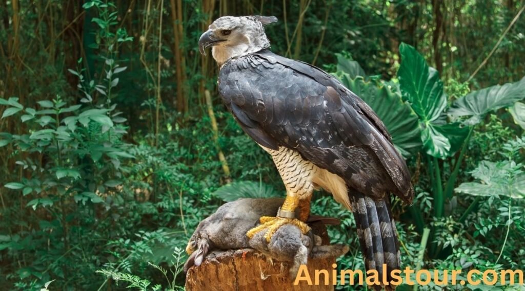 Harpy Eagle