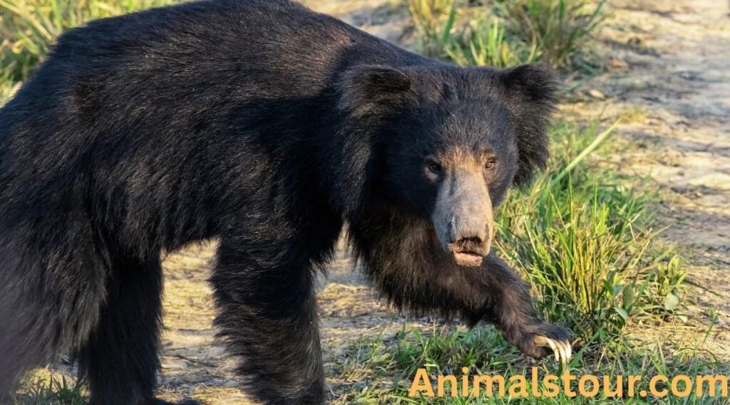 Sloth bears 