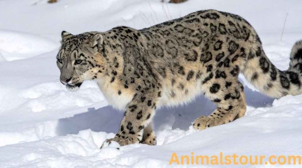 Snow Leopard