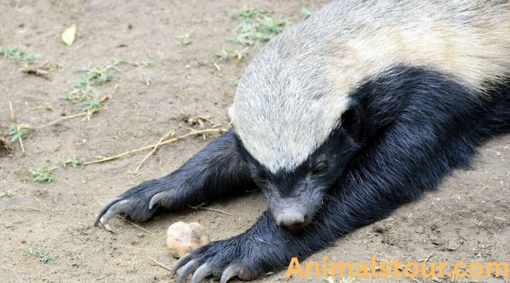 Honey badger