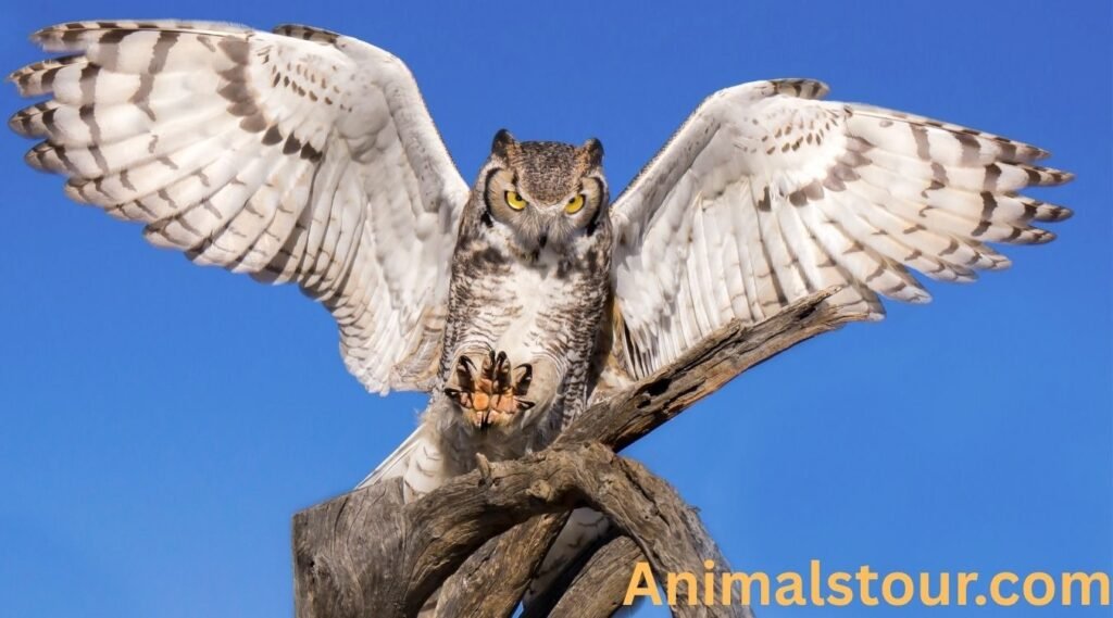 Great Horned Owls