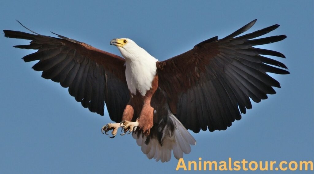 African Fish Eagle