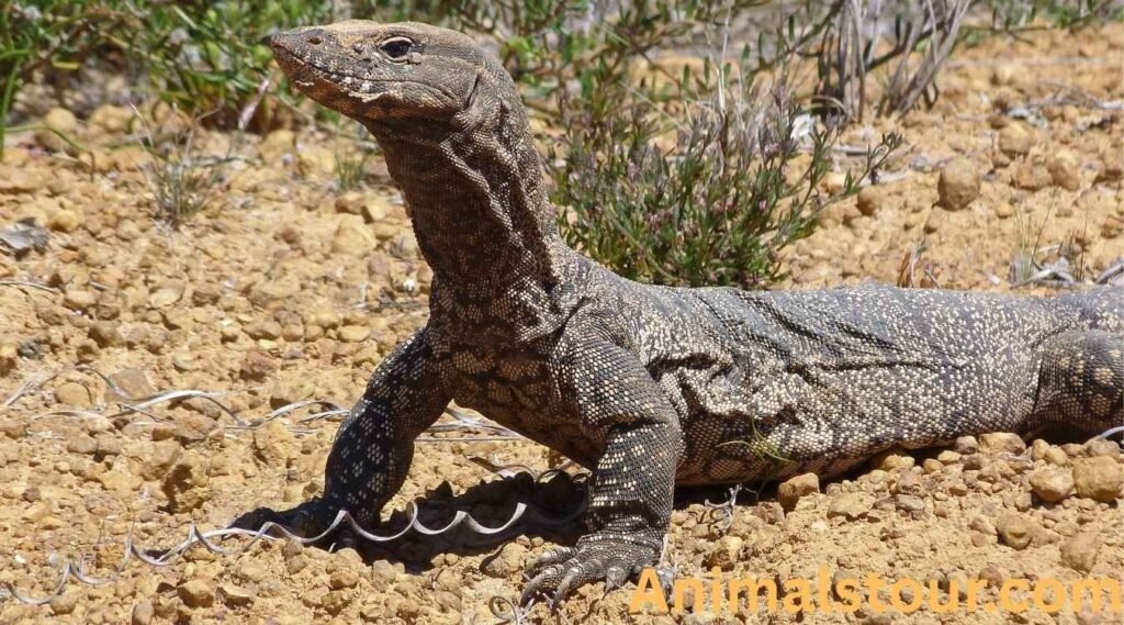  Nile Monitor Lizard