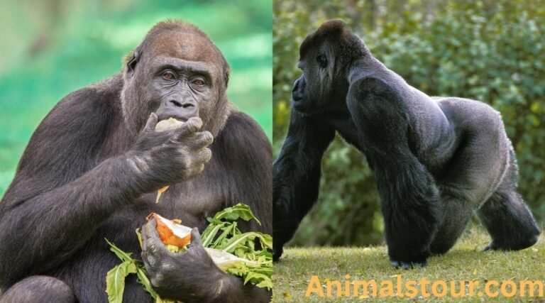 Animals with no tails
