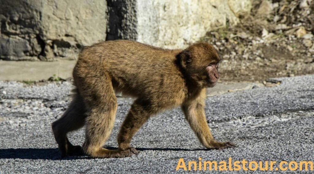 Barbary macaques