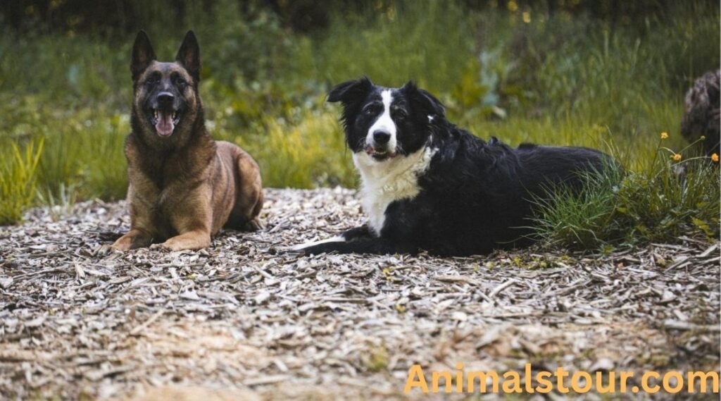 Dogs