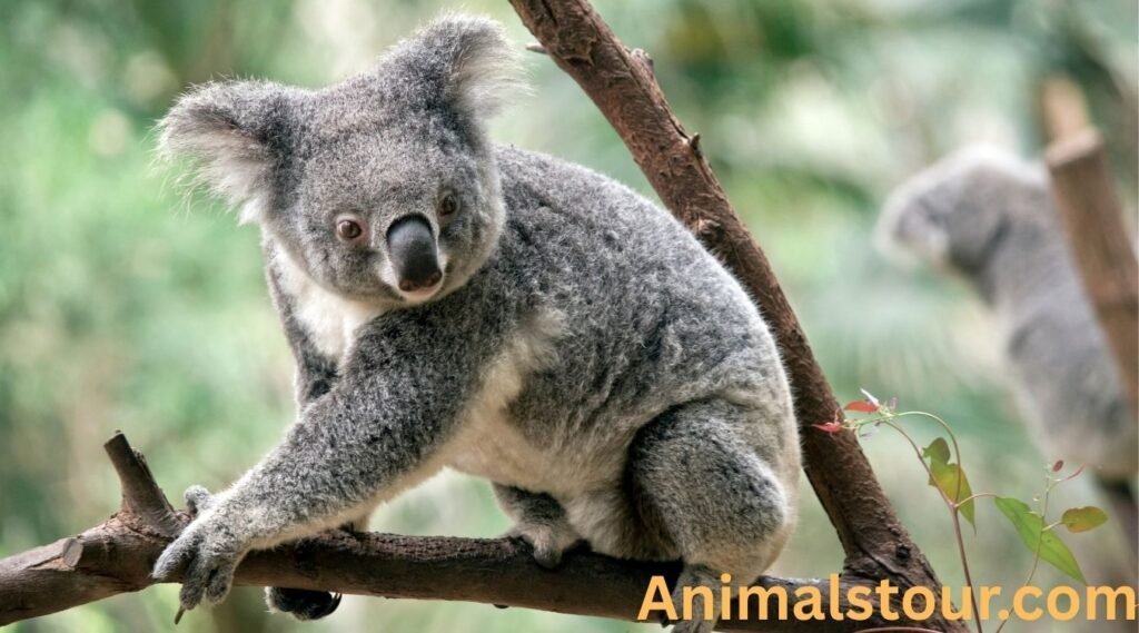 Koalas