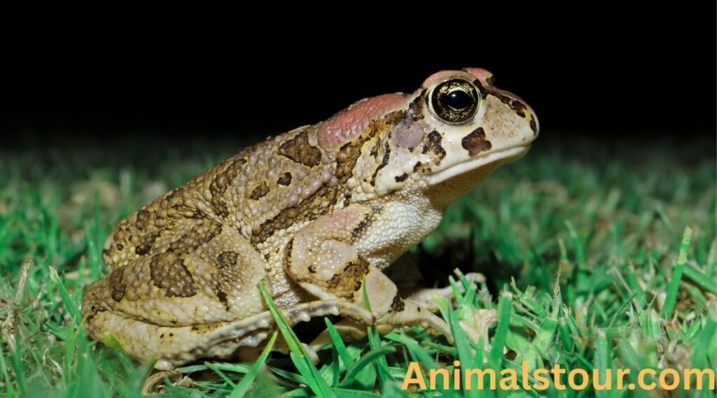 Frogs