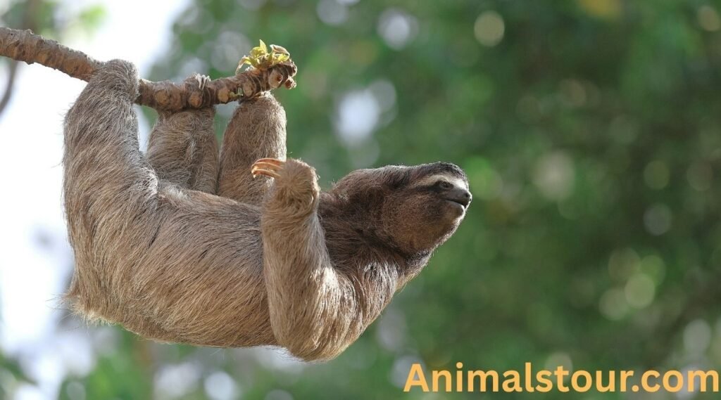 Animals with no tails