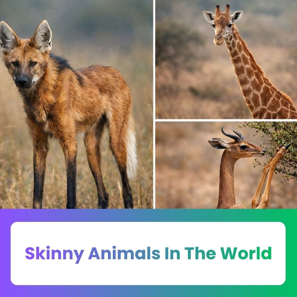 skinny animals in the world