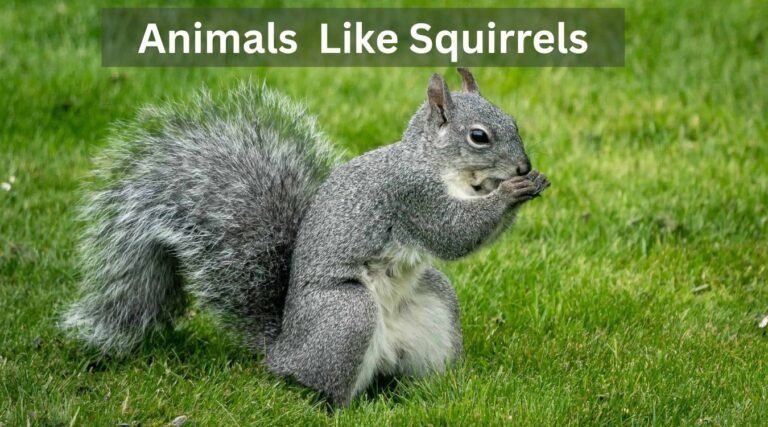 Animals That Look Like Squirrels