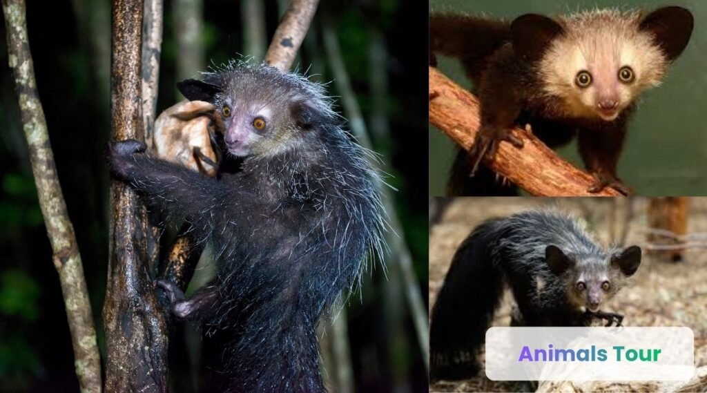 Aye-Aye-Tree animal