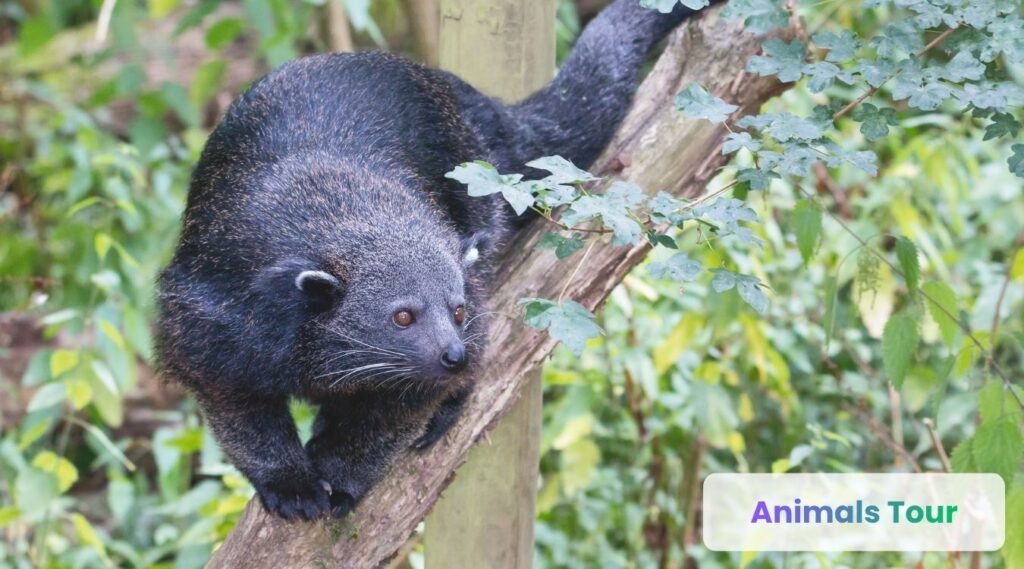 Binturong-arboreal animals 