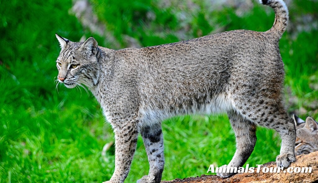 Animals That Eat Rabbits