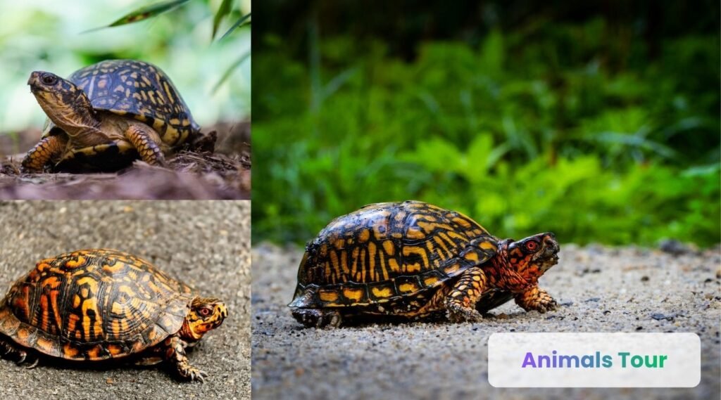 Box Turtle-living 100 years life