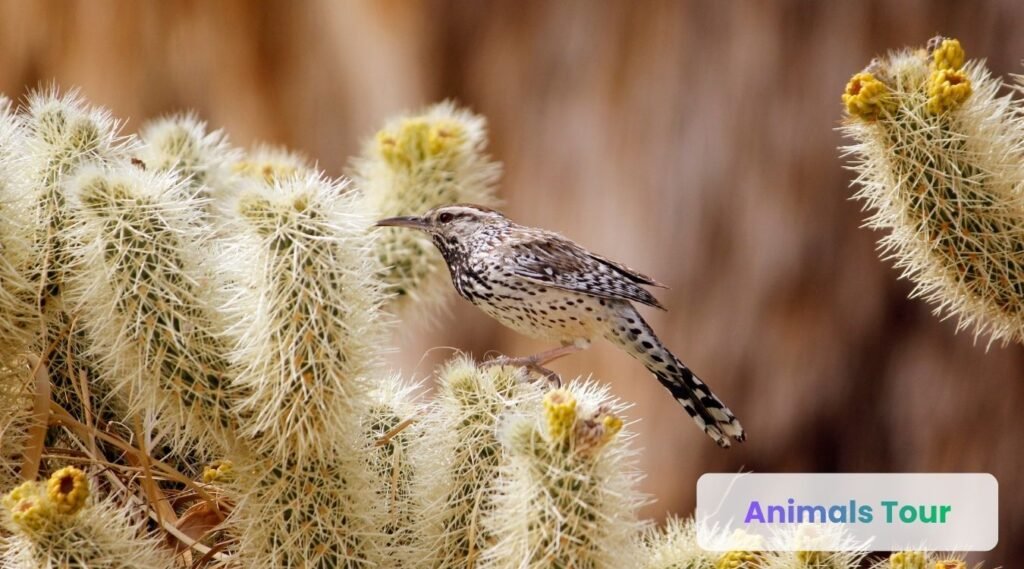 what eats cactus? Cactus Wren