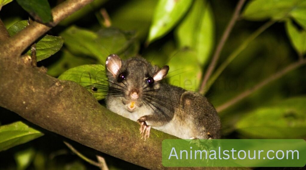 Animals That Look Like Squirrels
