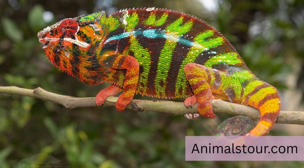 Chameleon