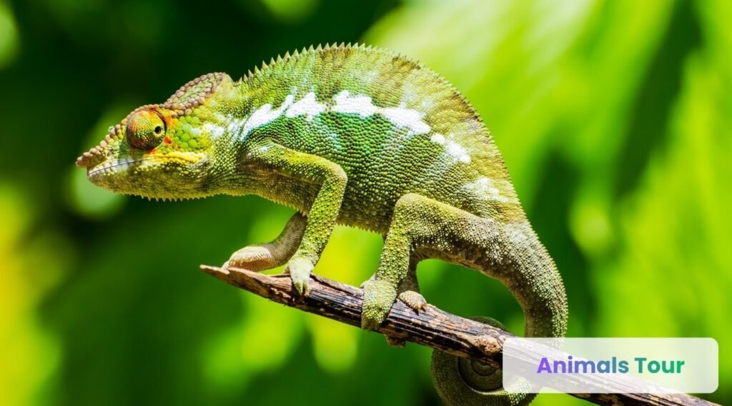 Chameleon-arboreal animals 
