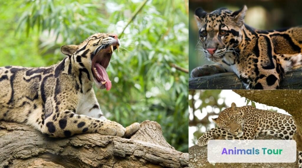 Clouded Leopard